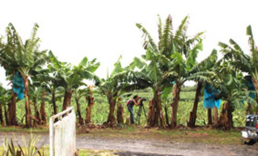 Bananes: 50% de pesticides en moins, 3 ans avant le terme fixé…