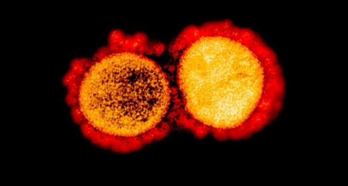 Le coronavirus désarme les fantassins du système immunitaire. Les scientifiques pensent qu’en les stimulant, ils pourraient combattre le covid-19