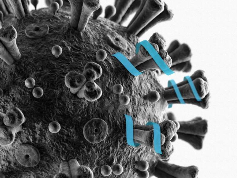 Un médicament à base de coronavirus félin inhibe la principale protéase du CoV-2 du SRAS et bloque la réplication du virus