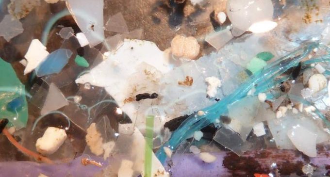 Images de science : la pollution aux microplastiques