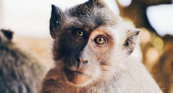 La NASA a tué vingt-sept singes d’un laboratoire en une journée