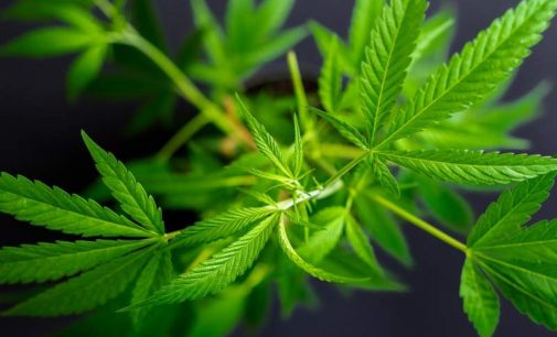 Cannabis: Quelle différence entre THC et CBD ?
