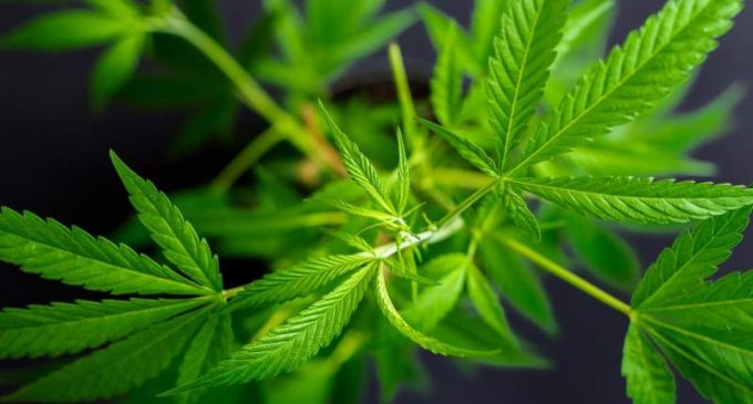 Cannabis: Quelle différence entre THC et CBD ?