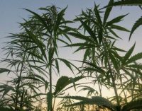 Le cannabis pourrait offrir une protection contre le Covid-19