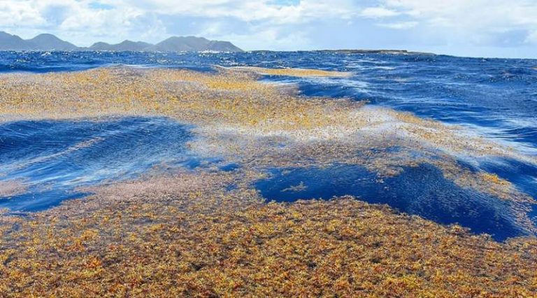 Le Sénat reconnaît une nouvelle fois l&rsquo;échouage de sargasses comme catastrophe naturelle : un pas de plus pour la Martinique