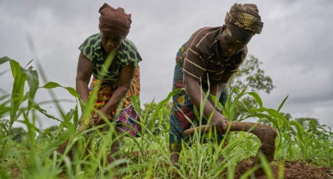 S’adapter ou mourir de faim : à la COP27, les défis et solutions agricoles face au changement climatique