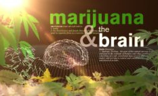 Marijuana & Santé : Une étude offre un aperçu de la façon dont la consommation quotidienne de marijuana peut affecter votre cœur