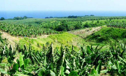 Mise en œuvre de la campagne de dosage de chlordéconémie en exploitation agricole pour les travailleurs du secteur de la banane