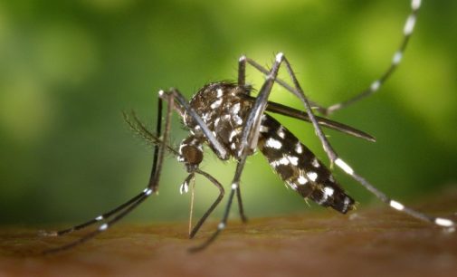 Recrudescence de la dengue en Martinique – passage à la phase 2- niveau 1 du PSAGE : « foyers épidémiques isolés en période de faible transmission ».