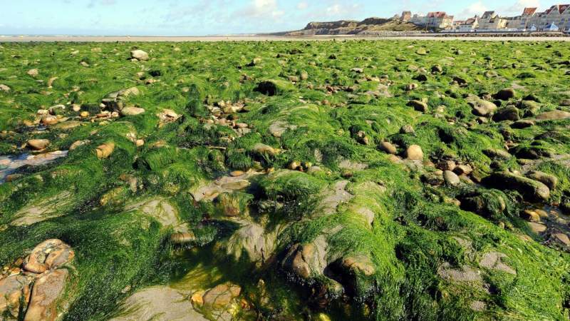 Environnement et nuisances. Le Fléau des algues vertes : condamnation de l'Etat pour préjudice écologique