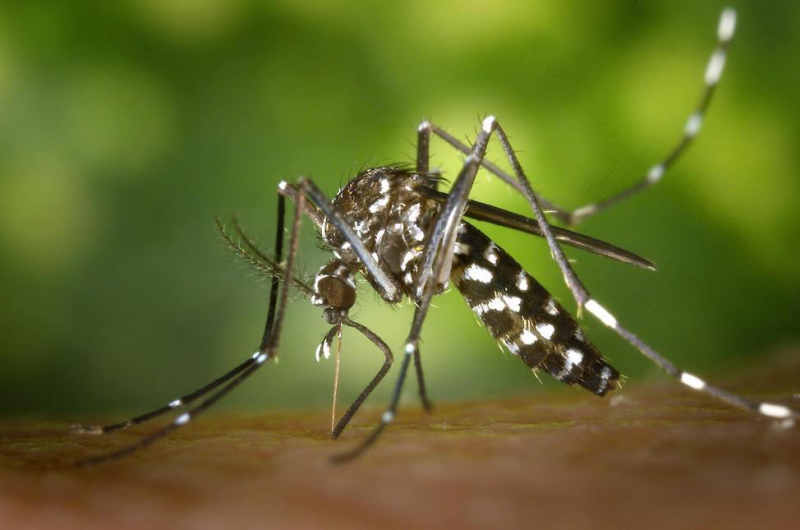 Saint-Martin toujours en épidémie de dengue et de grippe