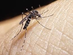 L’épidémie de dengue se poursuit  La Préfecture, l’ARS Martinique et la Collectivité Territoriale rappellent l'importance de l'élimination des gîtes dans les lieux de vie
