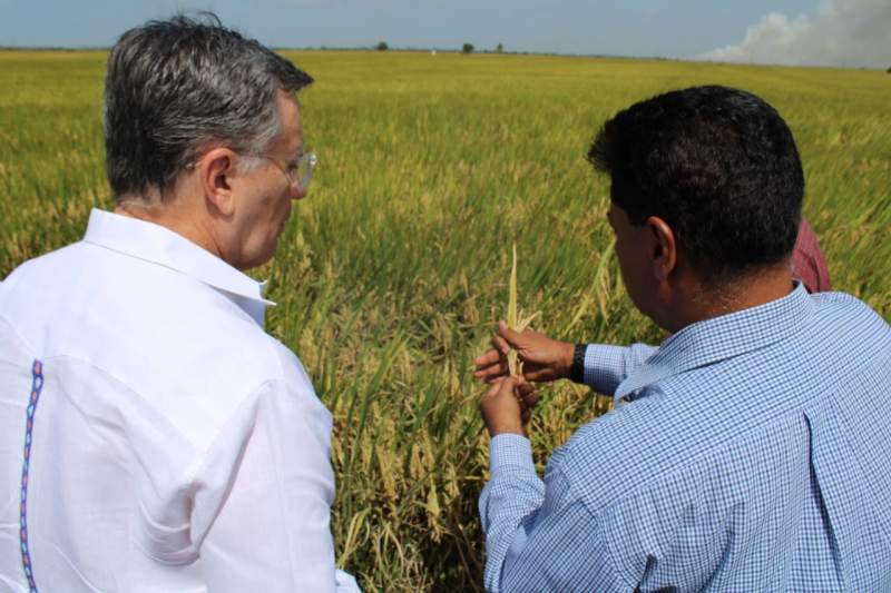 La Guyane et l'IICA développent le premier riz biofortifié dans la région des Caraïbes