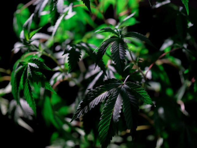 Un ressortissant dominicain inculpé pour avoir cultivé plus de 40 plants de cannabis à Antigua