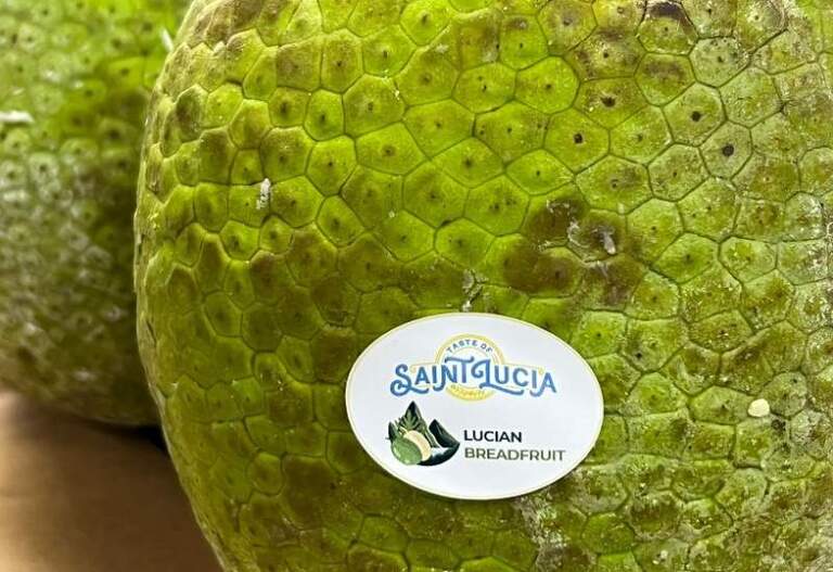 La nouvelle marque “Lucian Breadfruit” est prête à être exportée dans le monde entier
