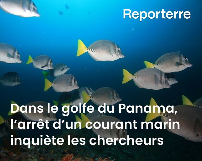 Panama : l’arrêt d’un courant marin inquiète les chercheurs