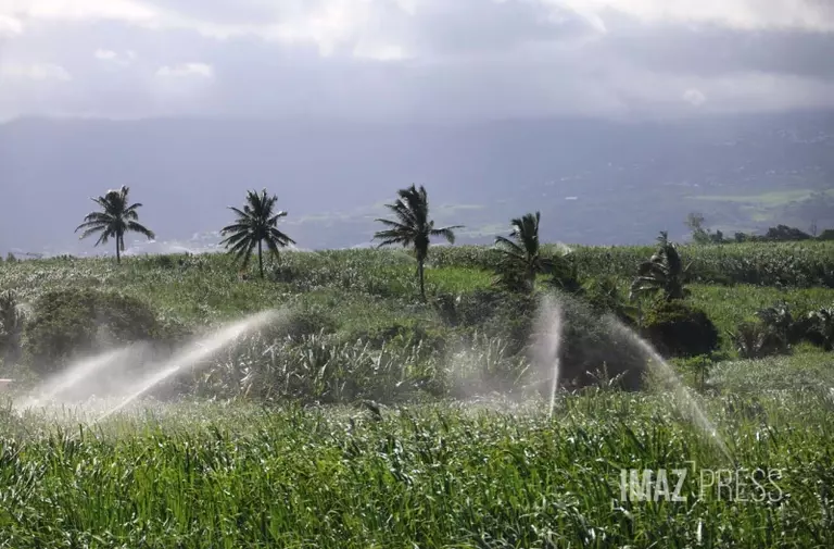 La canne à sucre réunionnaise s’est une nouvelle fois distinguée sur la scène mondiale.