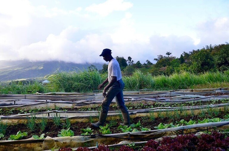 POSEI : une réforme attendue pour la justice agricole.