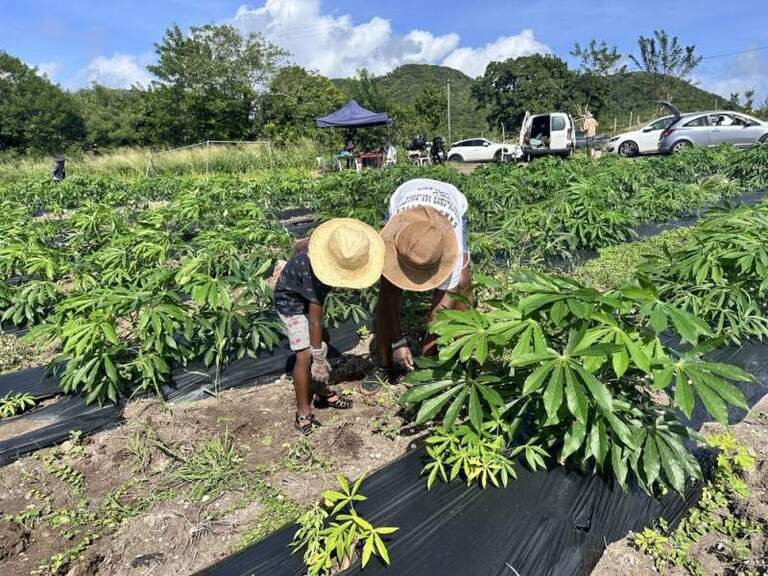 CTM: le CTEA, un outil pour rééquilibrer l’agriculture martiniquaise