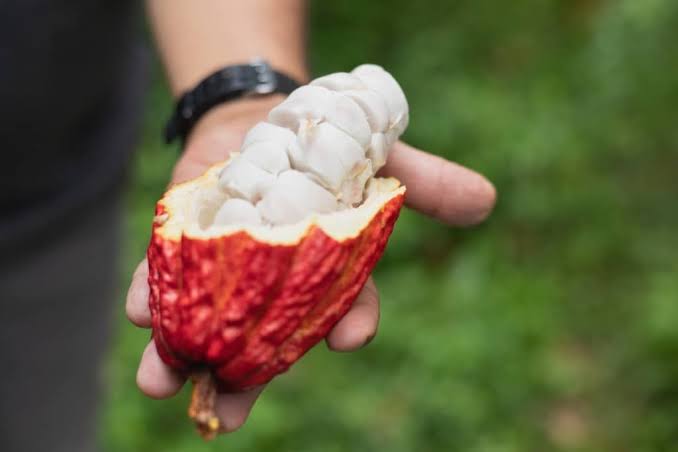 Un défi social : la filière cacao colombienne face au cadmium