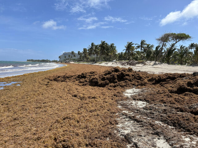 Un webinaire à venir de la Banque mondiale explore les perspectives économiques du sargassum