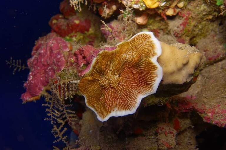 Le port de Martinique s’engage pour la protection des coraux