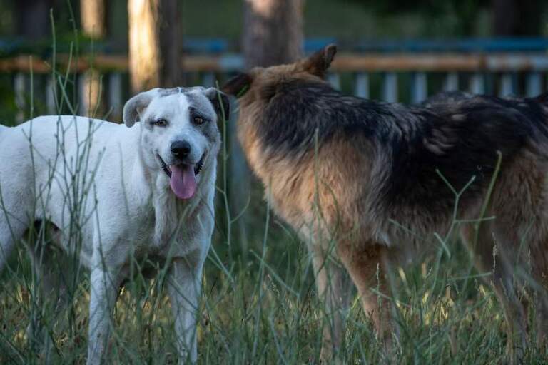 Des actions “coup de poing” pour la capture des chiens errants