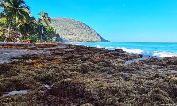 Une stratégie de résilience face aux sargasses dans les Antilles