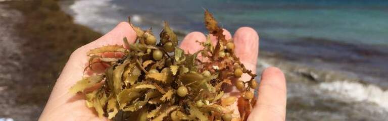 Sargasses en Martinique : une crise installée