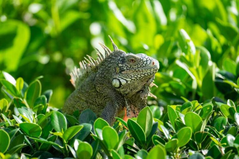 Espèces invasives : la Caraïbe appelle les scientifiques à la rescousse