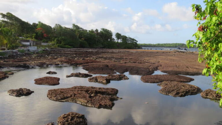 Sargasses : « Cela ne peut plus continuer ainsi ». Le cri d&rsquo;alarme d&rsquo;une riveraine de la côte atlantique