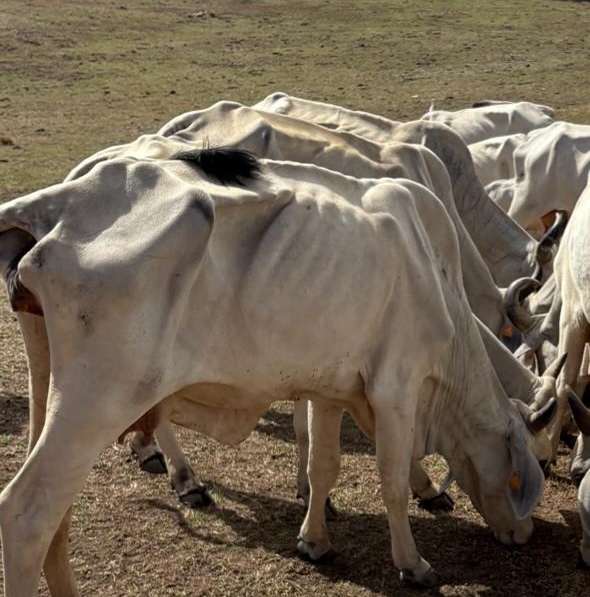Sécheresse : quand les filières agricoles se serrent les coudes face à l’urgence