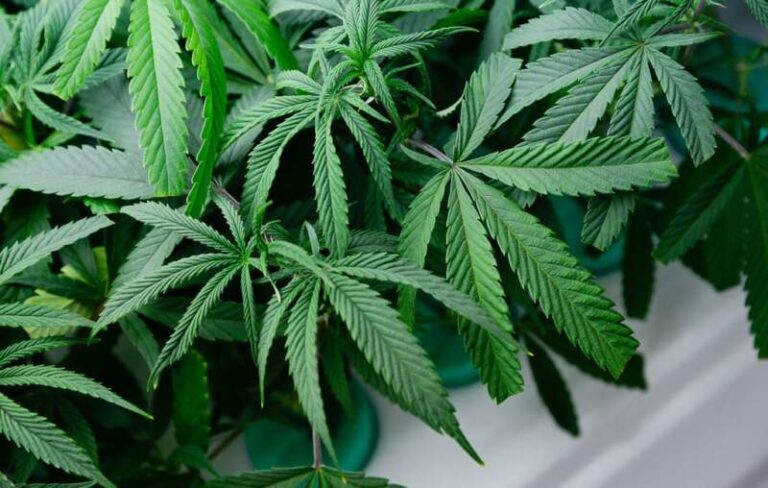 Cannabis, dépénalisation