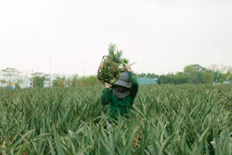 Ananas martiniquais : comment survivre face à l’ananas du Costa Rica ? Par Gilles Agricole Un producteur porte un panier d’ananas dans un champ